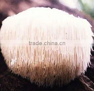 Best Quality for Monkey Head Mushroom Extract Polysaccharides 20% thumbnail-1