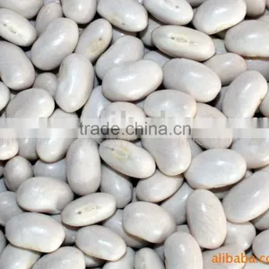 White Kidney Bean thumbnail-1