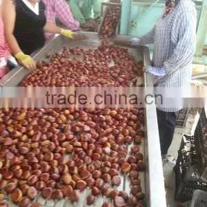 Dandong Kaili Chinese Chestnuts Big Size thumbnail-3