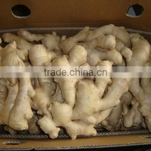 New Crop Ginger Root Ginger for Sale With Good Quality thumbnail-2