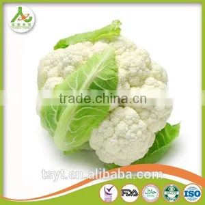 Fresh Round Cabbage in Good Fresh Condition thumbnail-1