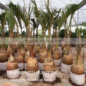 Hyophorbe Lagenicaulis thumbnail-1