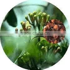 Clove Oil thumbnail-1