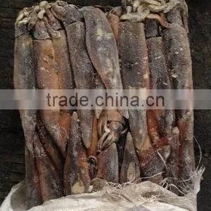Frozen Illex Squid for Bait thumbnail-4