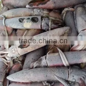Frozen Squid and Todarodes Pacificus thumbnail-1