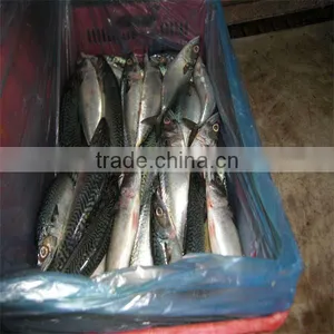 Frozen Fresh Sea Fish/frozen Seafood thumbnail-1