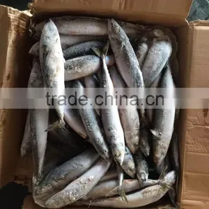2016 NEW HOT SALE SHIPFROZEN &SeaFrozen Pacific Mackerel 200-300g thumbnail-5