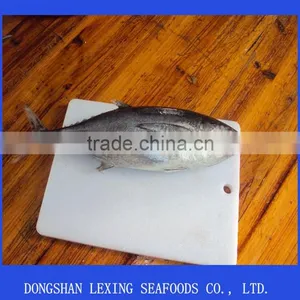 Frozen Tuna Price thumbnail-1