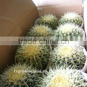 Echinocactus Grusonii Indoor Outdoor Cactus thumbnail-1