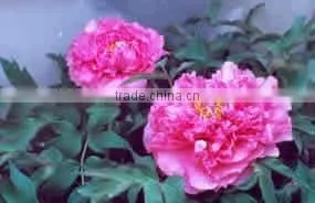 Tree Peony Plant Root thumbnail-1