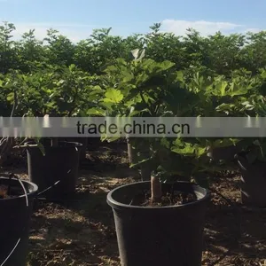 Ficus Carica thumbnail-1