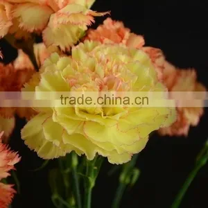 Fashionable Crazy Selling Elegant Cut Carnation Flowers thumbnail-1