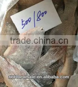 Tilapia thumbnail-6