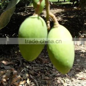 Fresh Mango Chaunsa ( Green, Firm ) thumbnail-1