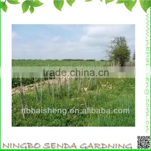 PVC Spiral Tree Guard thumbnail-1