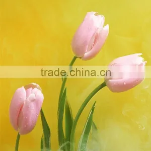 Professional Supply Tulip Flower Rainbow Color Fresh Cut Flowers From Kunming,China thumbnail-2
