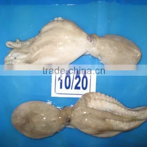 FROZEN BABY (SHORT LEG) OCTOPUS WHOLE ROUND thumbnail-1