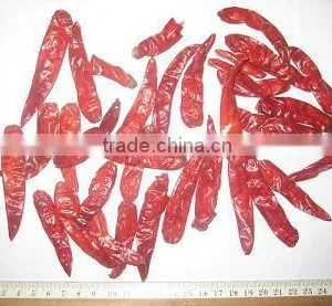 RED CHILLI STEM LESS thumbnail-1