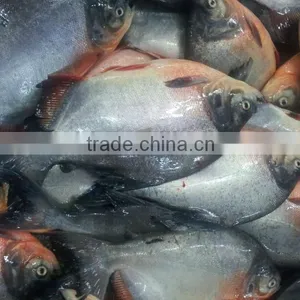 Frozen Pacu Fish thumbnail-1