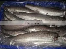 HORSE MACKEREL FISH thumbnail-6