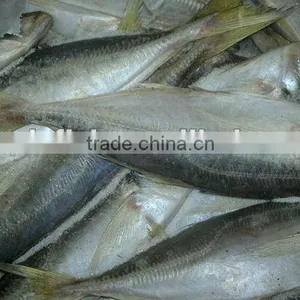 Best Selling Horse Mackerel Fish High Quality thumbnail-1