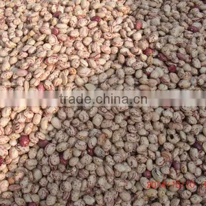 2015 New Speckled Kidney Beans With Good Quality thumbnail-1
