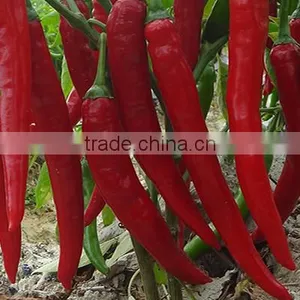 Hybrid F1 Green Red Chilli Pepper Seeds for Sale-Xiang La No.2 thumbnail-1