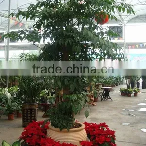 Heteropanax Fragrans (Roxb.) Seem of Indoor Outdoor Ornamental Bonsai Plants thumbnail-6