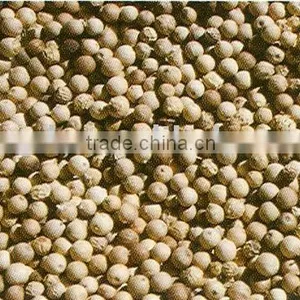 White Pepper thumbnail-1