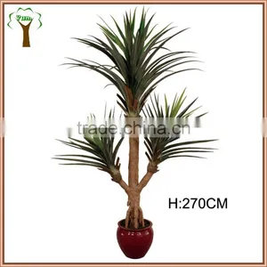 Large Octobus Dracaena Tree for Landscape Decoration thumbnail-1
