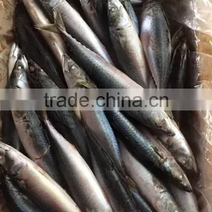 Delicious Bag Pack Frozen Sea Food Pacific Mackerel Fish thumbnail-1
