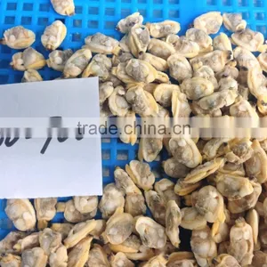 Frozen Baby Clam Meat Export Levels Quality thumbnail-3