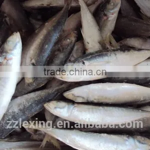 BQF WHOLE ROUND FROZEN HORSE MACKEREL FISH thumbnail-4