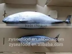 Wholesale Frozen Seafood Frozen Bonito thumbnail-1