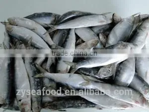 Frozen Sardine Fish thumbnail-1