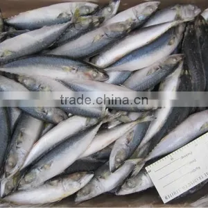 New Frozen Mackerel 180-250g Load in 2015 thumbnail-1