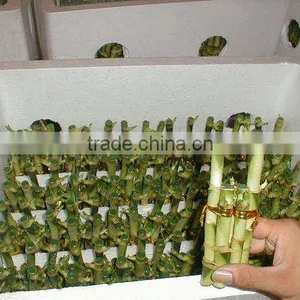 Lucky Bamboo Dracaena Sanderiana Wholesale Mini Plant thumbnail-3