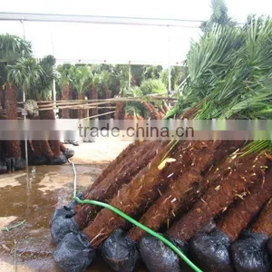 Trachycarpus Fortunei Humilis Palm thumbnail-1