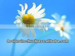 Website Design and Webpage Development thumbnail-1