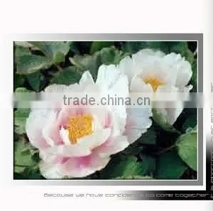 Tree Peony Plant Root Huang Hua Kui 3 Years Old Pink Flower thumbnail-1