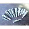 Speed Screw thumbnail-1