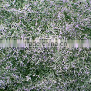 Cut Fresh Hot Sell Wholesale Fresh Flowers Cut Foliage thumbnail-2