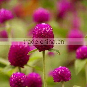 Fashionable Promotional Export Fresh Gomphrena Globosa thumbnail-1