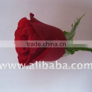 Cut Red Rose thumbnail-1