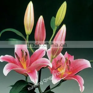 China Wholesale High Quality Lily for Wedding and Home Decoration thumbnail-6