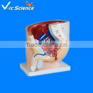 Men Sagittal Anatomy Model for Educationsl Teaching thumbnail-1