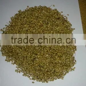 Split Coriander Seeds thumbnail-5