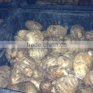 2015 New Season of Chinese Fresh Taro thumbnail-3
