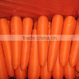 Sell Carrot thumbnail-1