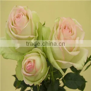 Wholesale Natural Rose Flower From Kunming Flower Base thumbnail-1